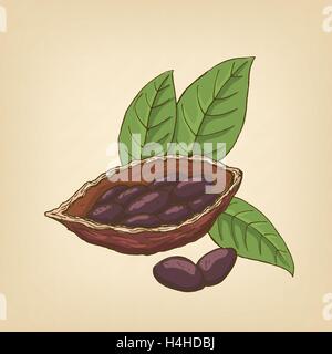Cocoa pods, cocoa beans and leaves. Vector illustration. Stock Vector