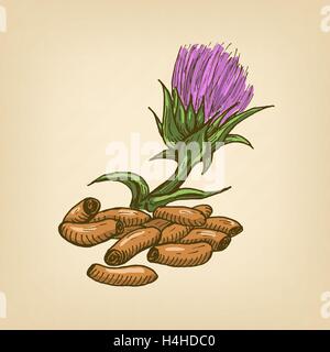 Seeds of a Milk Thistle with flower. Vector illustration Stock Vector