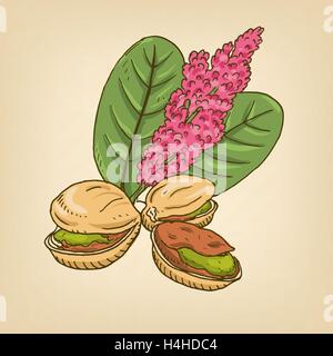 Pistachio nuts with leaves. Vector illustration. Stock Vector