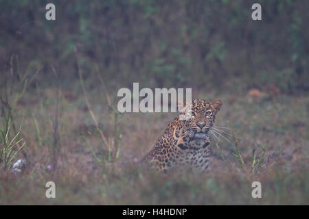 A young female leopard on a misty morning in the Nagarhole National Park, Karnataka, India. Stock Photo
