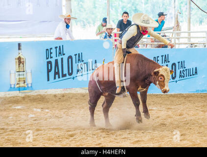 Charro Participates in a bull riding Competition at the 23rd International Mariachi & Charros festival in Guadalajara Mexico Stock Photo