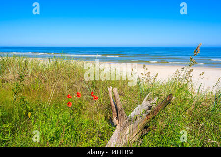 Red poppy flowers and dry tree trunk in grass on beach in Bialogora coastal village, Baltic Sea, Poland Stock Photo