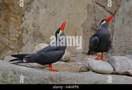 Pair of Inca Terns (larosterna inca) Stock Photo