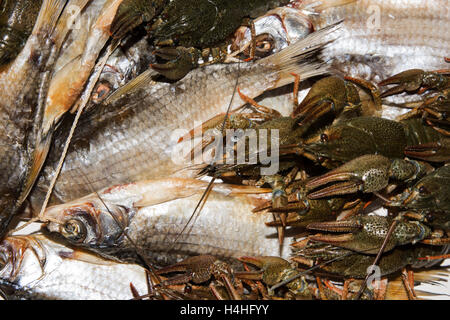 Dry fish and alive crayfish on white background. Dead dry salty fish and alive river crayfish - snack to beer. Closeup. Stock Photo