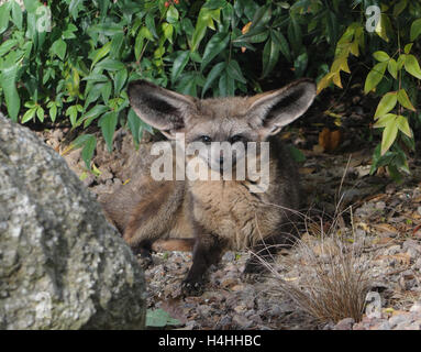 Young Bat-eared Fox (Otocyon megalotis) staring straight into the camera. Stock Photo