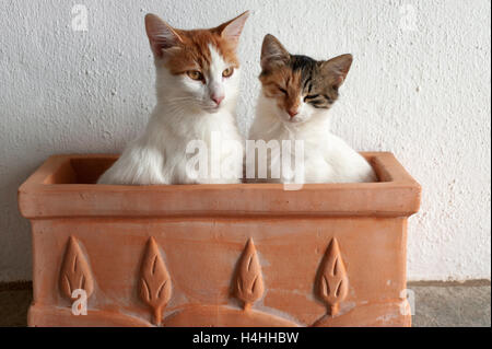 Two sleepy young cats sitting side by side in a flowerpot Stock Photo