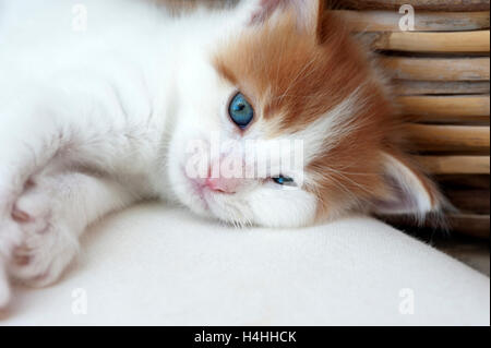 Kitten lying down and looking at camera Stock Photo