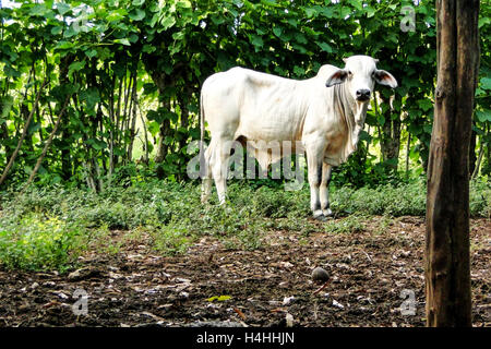 White Guatemalan Brahman bull in a field in Guatemala Stock Photo