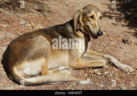 beautiful portrait of Afghan hound dog Stock Photo