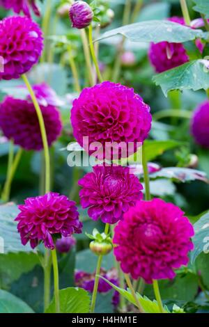 Dahlia 'Barberry Bluebird' Stock Photo