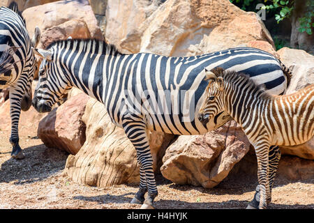 Protective Zebra Mother And Calf In African Savanna Stock Photo