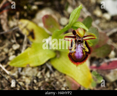 Mirror Bee Orchid overview - Ophrys speculum Stock Photo
