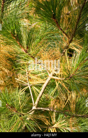 Mexican white pine tree close up Stock Photo