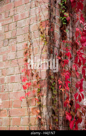 Virginia creeper climbing up red brick wall Stock Photo