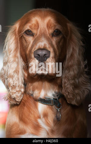 Sprocker Stock Photo