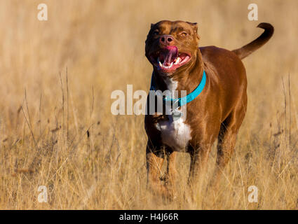 Staffordshire Terrier runs over a brown field Stock Photo