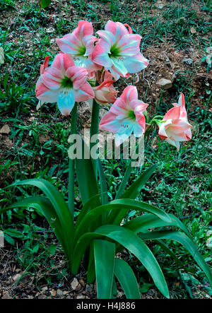 Amaryllis 'Apple Blossom' growing wild in Crete Stock Photo