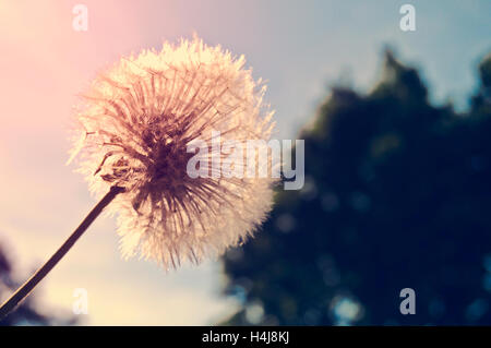 Dandelion silhouette against sunset with seeds blowing in the wind Stock Photo