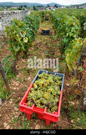 MONTRACHET GRAND CRU harvested Chardonnay grapes in containers in the Domaine Leflaive parcel of Le Montrachet vineyard of Anne-Claude Leflaive Stock Photo