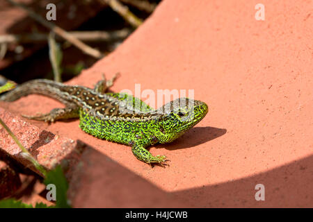 Male sand lizard basking  (Lacerta agilis) - taken in Higher Hyde Heath Nature Reserve, Dorset, UK Stock Photo