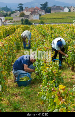 MONTRACHET HARVEST DRC Grape pickers harvesting Domaine de la Romanee-Conti parcel of Le Montrachet vineyard, Chassagne-Montrachet, Cote d'Or, France Stock Photo