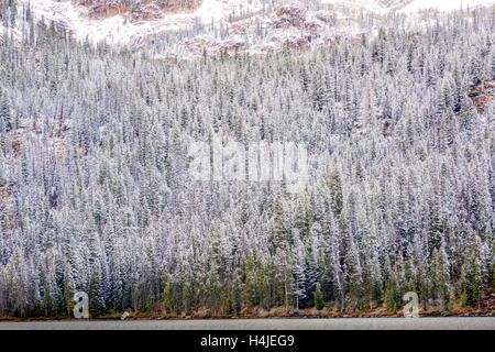 Lake shore line and snow covered forest in the mountains of Idaho Stock Photo