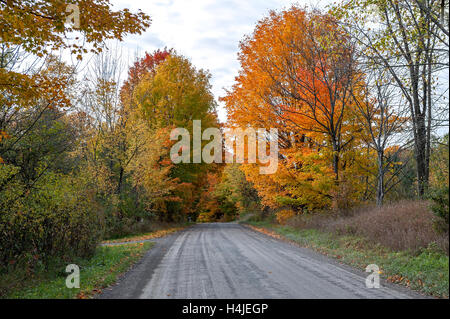 Gravel road through multi colored maple trees Stock Photo