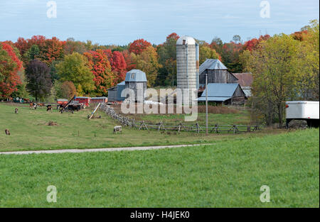 farm surrounded by colorful maple trees in autumn Stock Photo