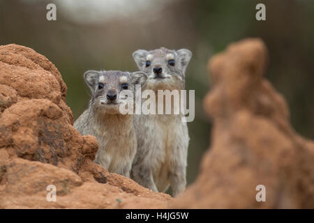 A pair of curious yellow-spotted rock hyrax. Stock Photo