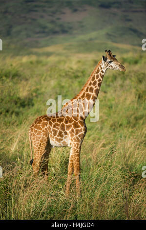 Maasai giraffe (Giraffa camelopardalis tippelskirchi), Arusha National Park, Tanzania Stock Photo