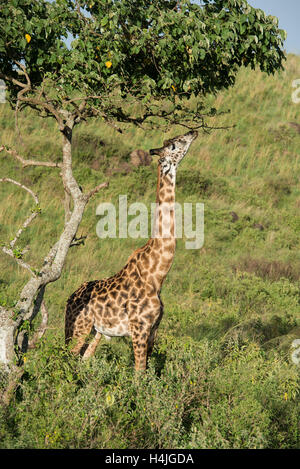 Maasai giraffe browsing (Giraffa camelopardalis tippelskirchi), Arusha National Park, Tanzania Stock Photo