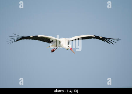 White stork in flight, Ciconia ciconia, Serengeti National Park, Tanzania Stock Photo