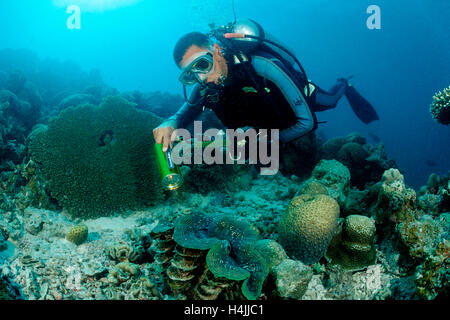 Diver and Fluted Giant Clam (Tridacna squamosa), Indian Ocean, Maldives Stock Photo