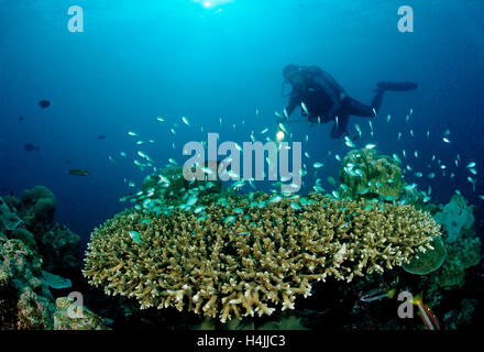 Diver and Table Coral with Green Chromis (Chromis viridis), Indian Ocean, Maldives Stock Photo