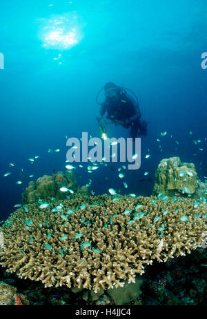 Diver and Table Coral with Green Chromis (Chromis viridis), Indian Ocean, Maldives Stock Photo