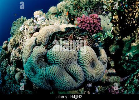 Fluted giant clam (Tridacna Squamosa) in coral reef, Red Sea, Sudan Stock Photo