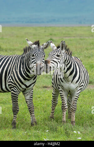 Burchell's zebras (Equus burchellii), Ngorongoro Crater, Tanzania Stock Photo