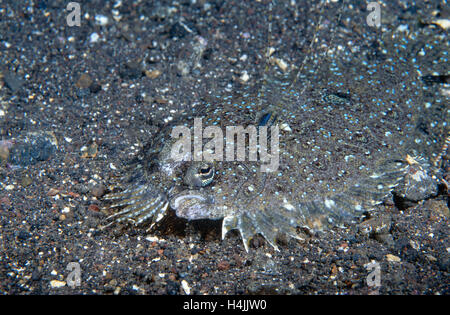 European flounder (Platichthys flesus) Stock Photo