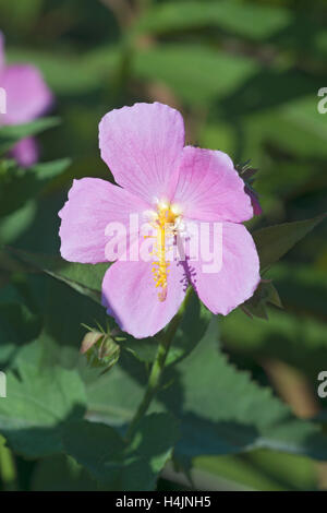 Seashore mallow flower Stock Photo