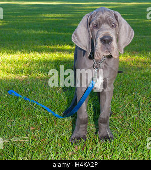 Great Great Dane puppy with a blue leash dragging in the grass Stock Photo