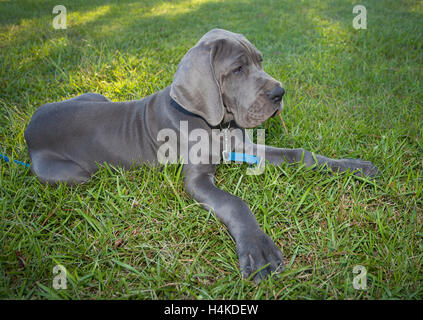 Gray Great Dane puppy laying on the grass chewing on pine straw Stock Photo