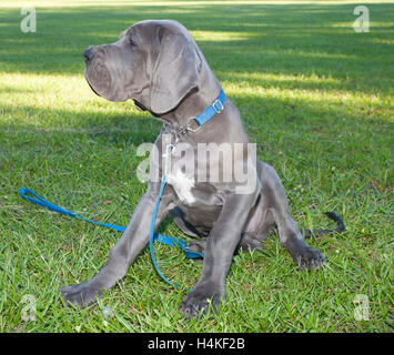 Gray Great Dane puppy sitting on the grass Stock Photo