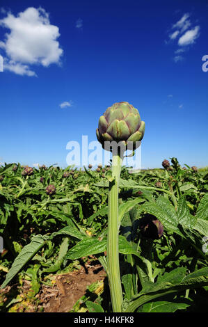 A soon-to-be-harvested field of Roman artichokes in Ladispoli, Latium, Italy Stock Photo
