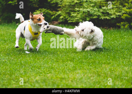 Two dogs playing tug of war with a toy Stock Photo