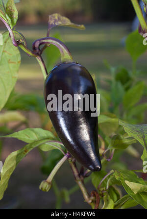Big purple jalapeno pepper still growing on the plant Stock Photo