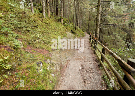 inside a typical forest of the Italian Alps a path brings you long the woods Stock Photo