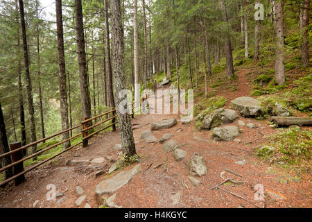 inside a typical forest of the Italian Alps a path brings you long the woods Stock Photo