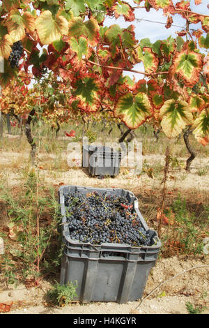 Vines with the leaves turning red and black grapes in crates - The grape harvest - Serra da Estrela, Portugal Stock Photo
