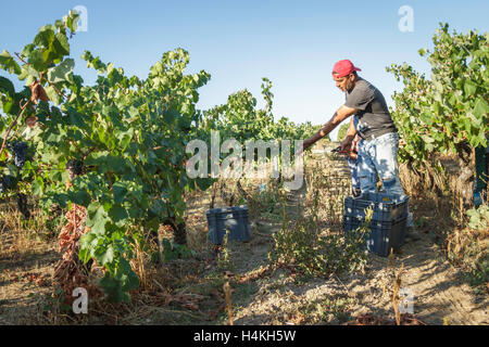Man throwing a bunch of grapes into a crate in the vineyard at Quinta do Aral, The grape harvest - Serra da Estrela, Portugal Stock Photo
