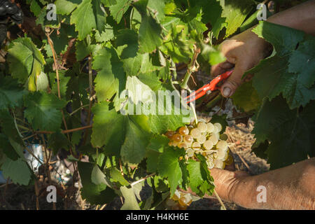 The grape harvest - Serra da Estrela, Portugal - hands picking green grapes Stock Photo